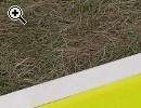 Nurflgler: Queen Bee motorisiert - Vorschaubild 1