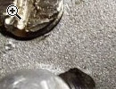Webra 40 Speed - Vorschaubild 4
